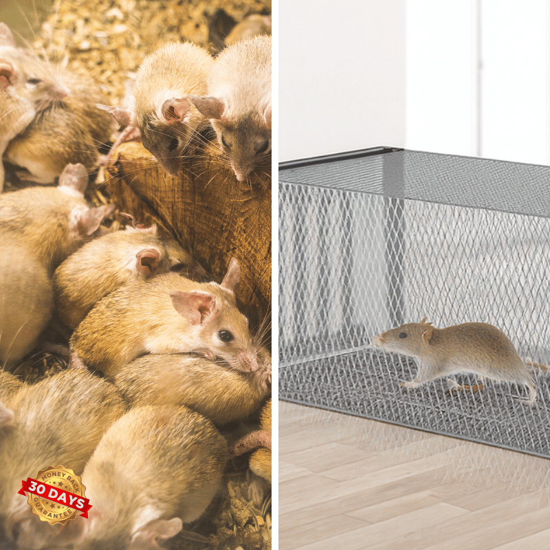 Cage à piège à rat TrapGuard™ Medium avec une seule porte – Contrôle des rongeurs humain et efficace
