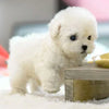 Chiot Robotique en Peluche Ultra-Realiste – La Compagnie La Plus Mignonne JamaisVue!
