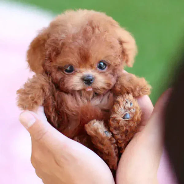 Chiot Robotique en Peluche Ultra-Realiste – La Compagnie La Plus Mignonne JamaisVue!